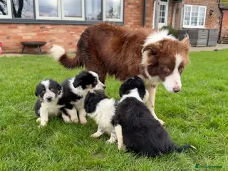 Border Collie dogs 🌟Beautiful Border Collies🌟 - Advert 1
