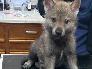 Saarloos Wolfdog dogs Czechoslovakian wolfdog ( vlciak) IKC reg litter - Advert 1