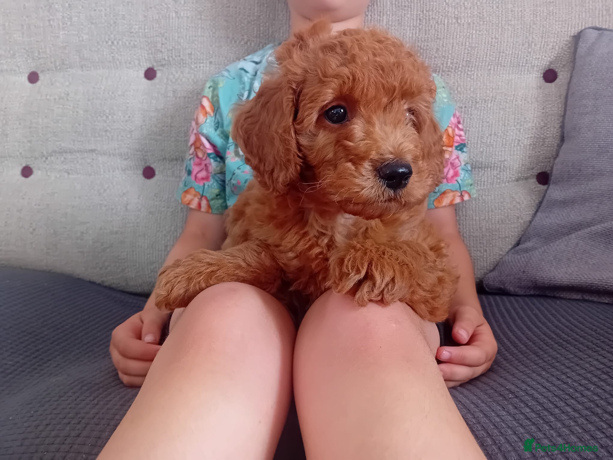 Goldendoodle dogs One boy - F1b Goldendoodle puppy - Advert 2