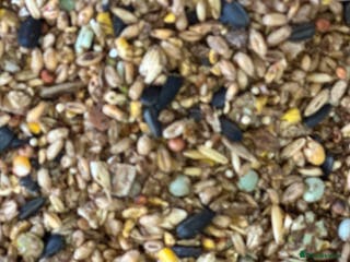 Mixed Breed poultry Pilling Poultry Boost Mix - High Energy feed - Advert 5