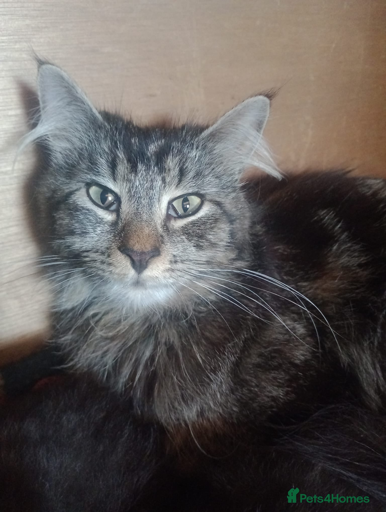 Maine Coon cats Maine Coon kittens, Mother is tica registered. - Advert 2