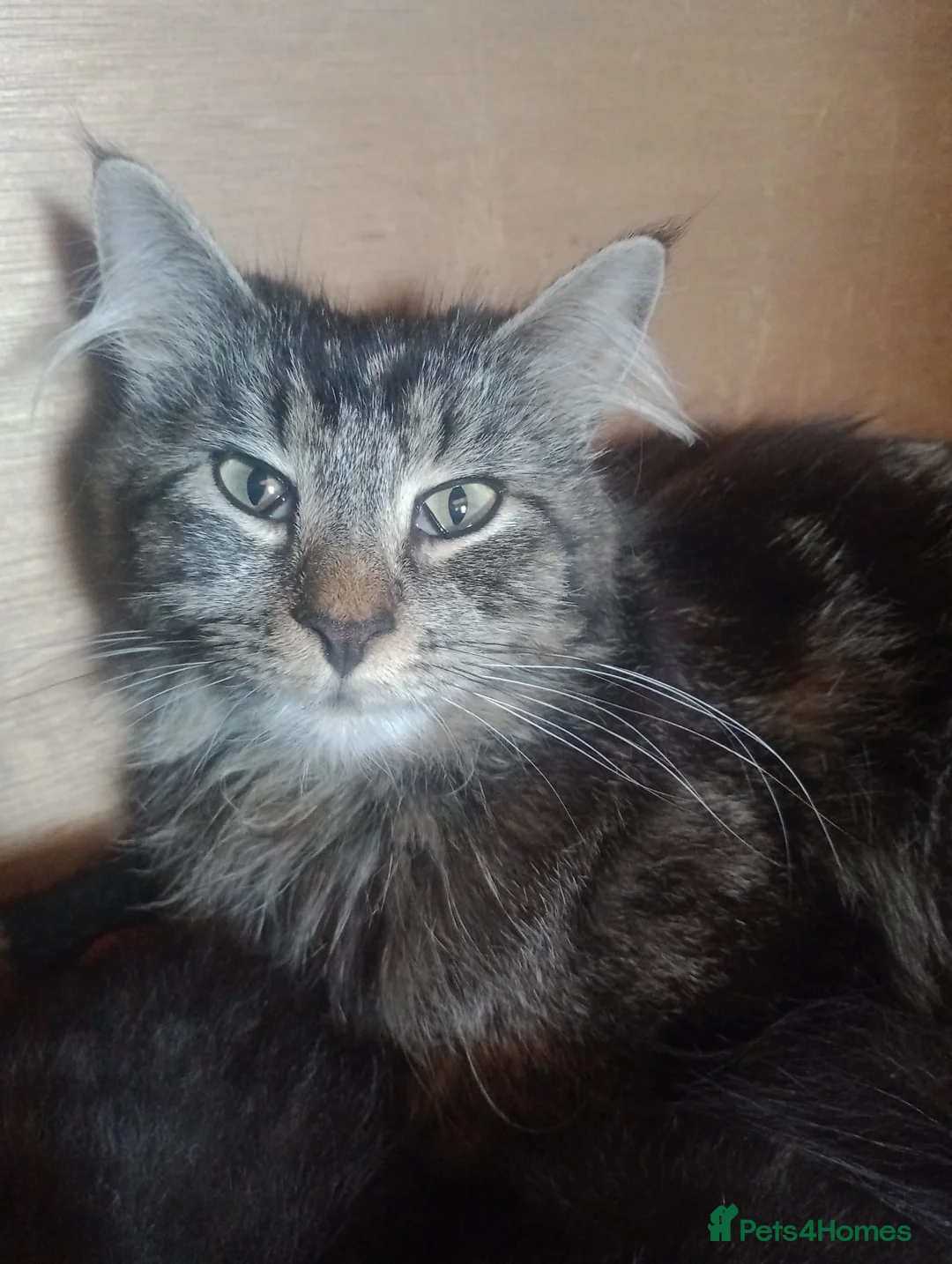 Maine Coon cats for sale: Maine Coon kittens, Mother is tica registered. - Advert 1