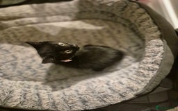 British Shorthair cats for sale: Kittens british shorthair bombay mix - Image 6