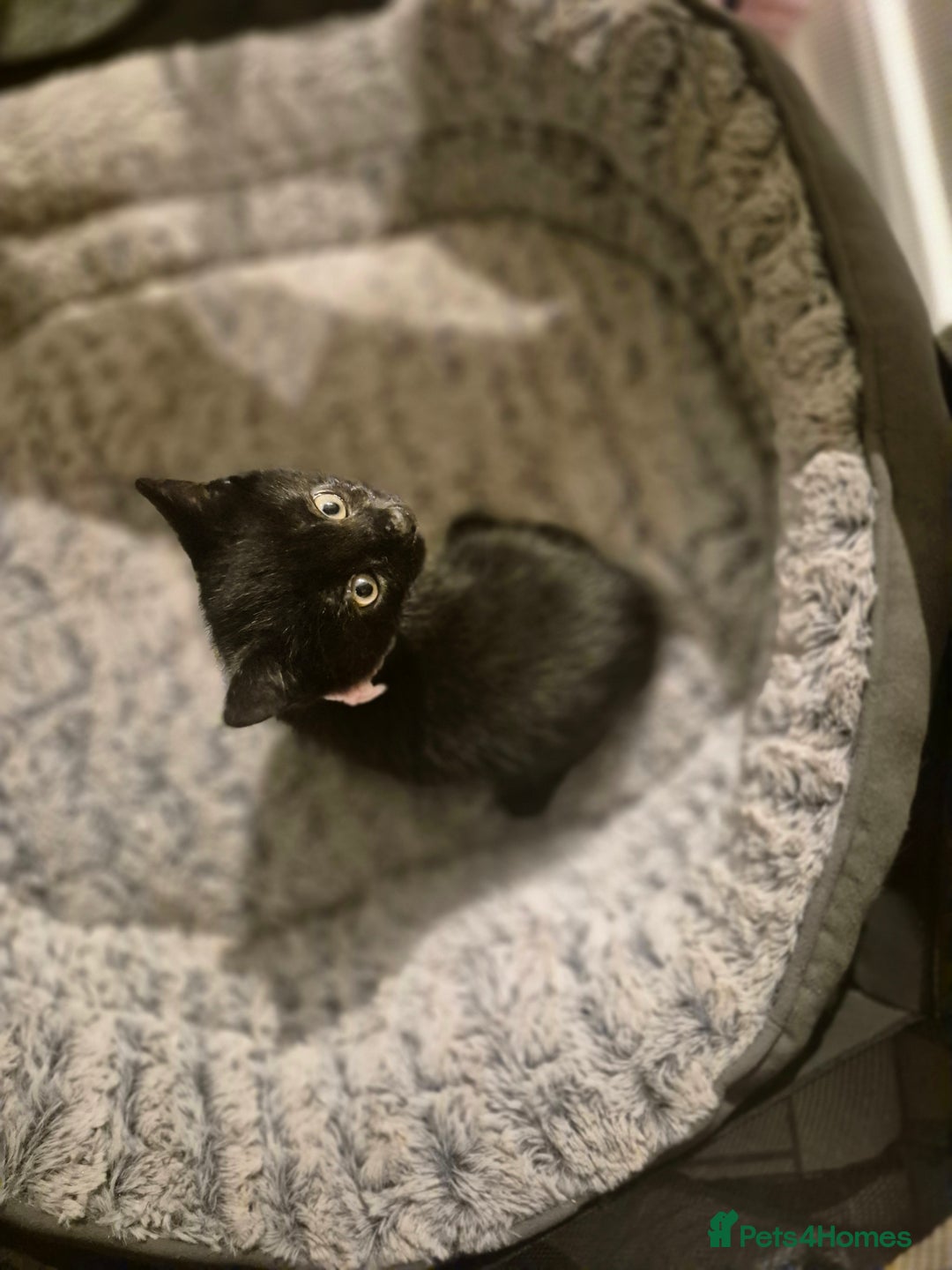 British Shorthair cats for sale: Kittens british shorthair bombay mix - Image 6