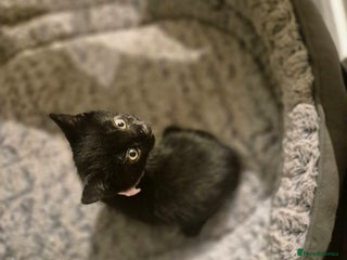 British Shorthair cats Kittens british shorthair bombay mix - Advert 5