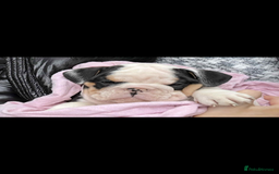 English Bulldog dogs for sale: Miniature English bulldog, 2 years old - Image 10