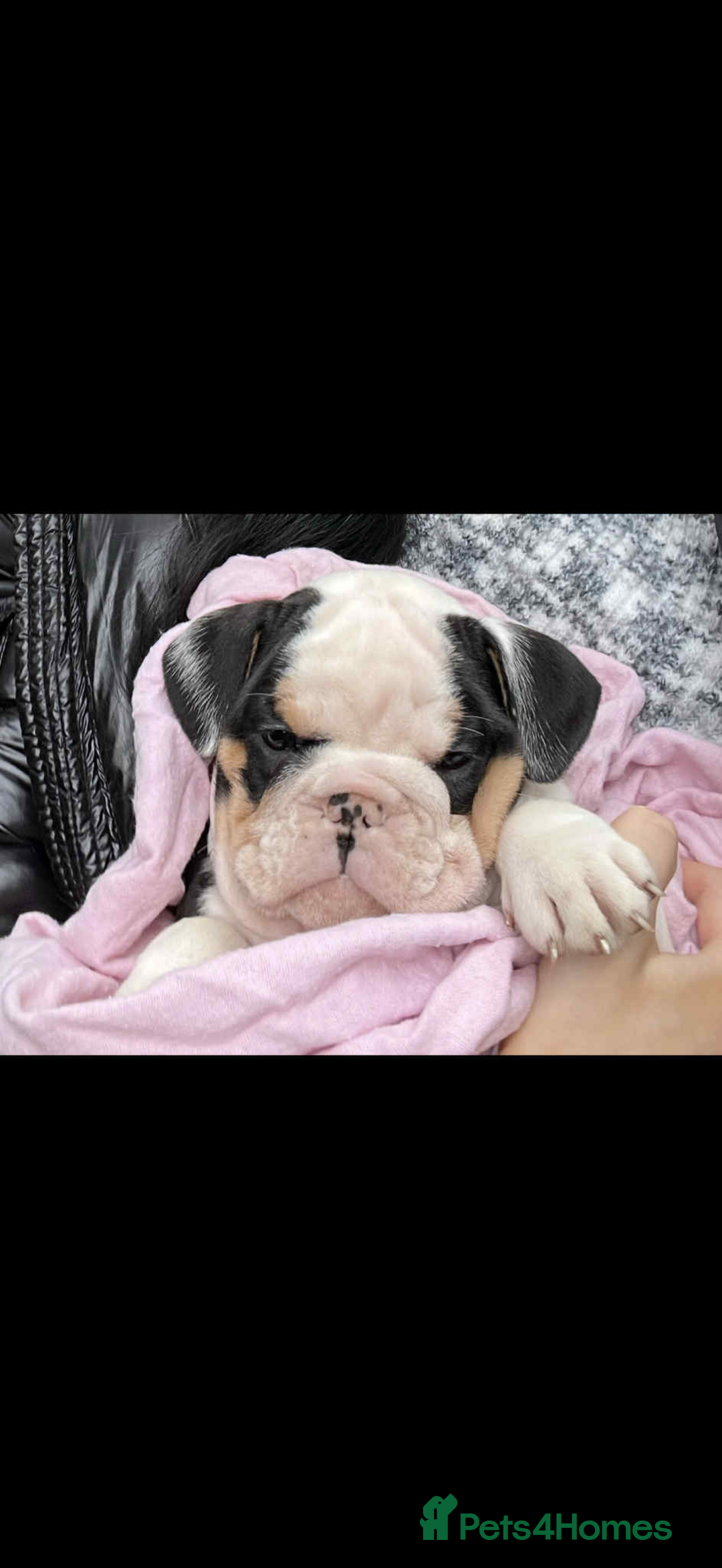 English Bulldog dogs for sale: Miniature English bulldog, 2 years old - Image 10