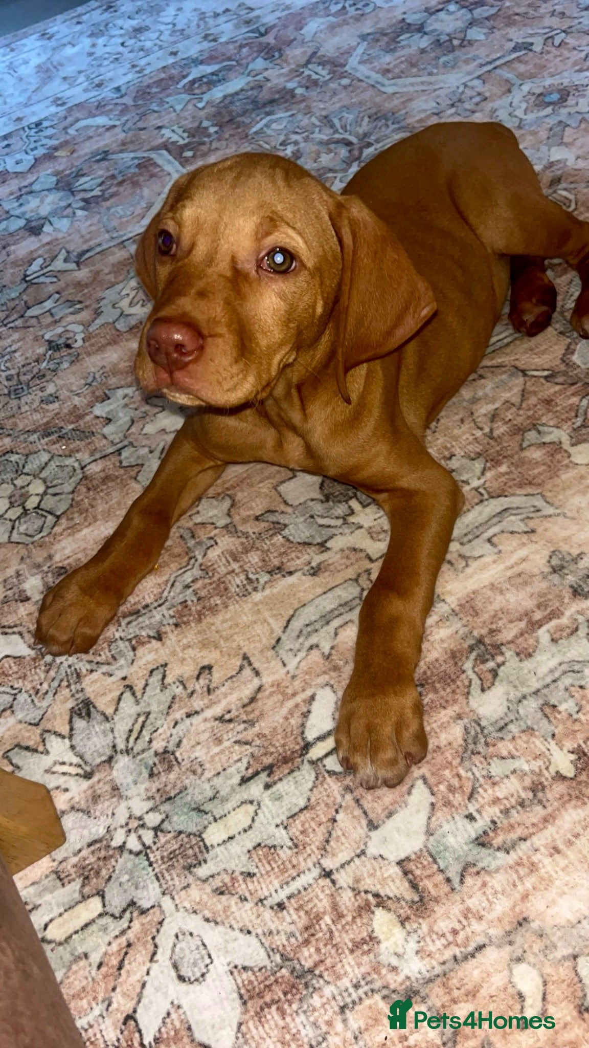 Hungarian Vizsla dogs Hungarian viszla puppies  - Advert 1