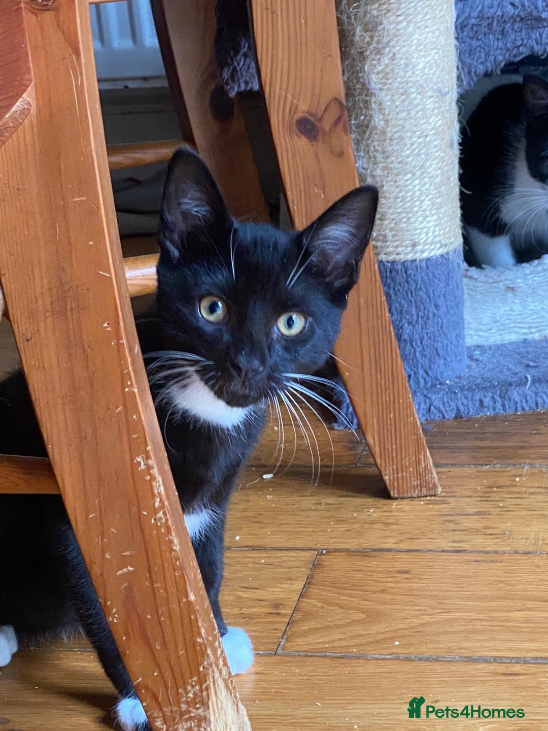 Mixed Breed cats for sale: 2 boys 1 girl left (free) - Image 29