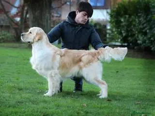 Golden Retriever dogs KC Top quality golden retrievers - Advert 11