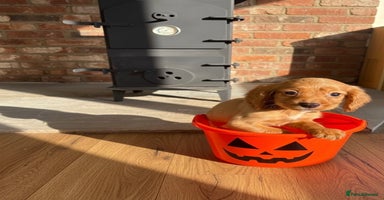 Cocker Spaniel dogs - Advert 3