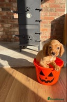 Cocker Spaniel dogs - Advert 5