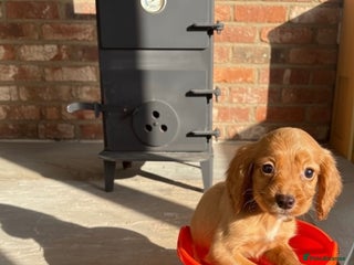 Cocker Spaniel dogs - Advert 2