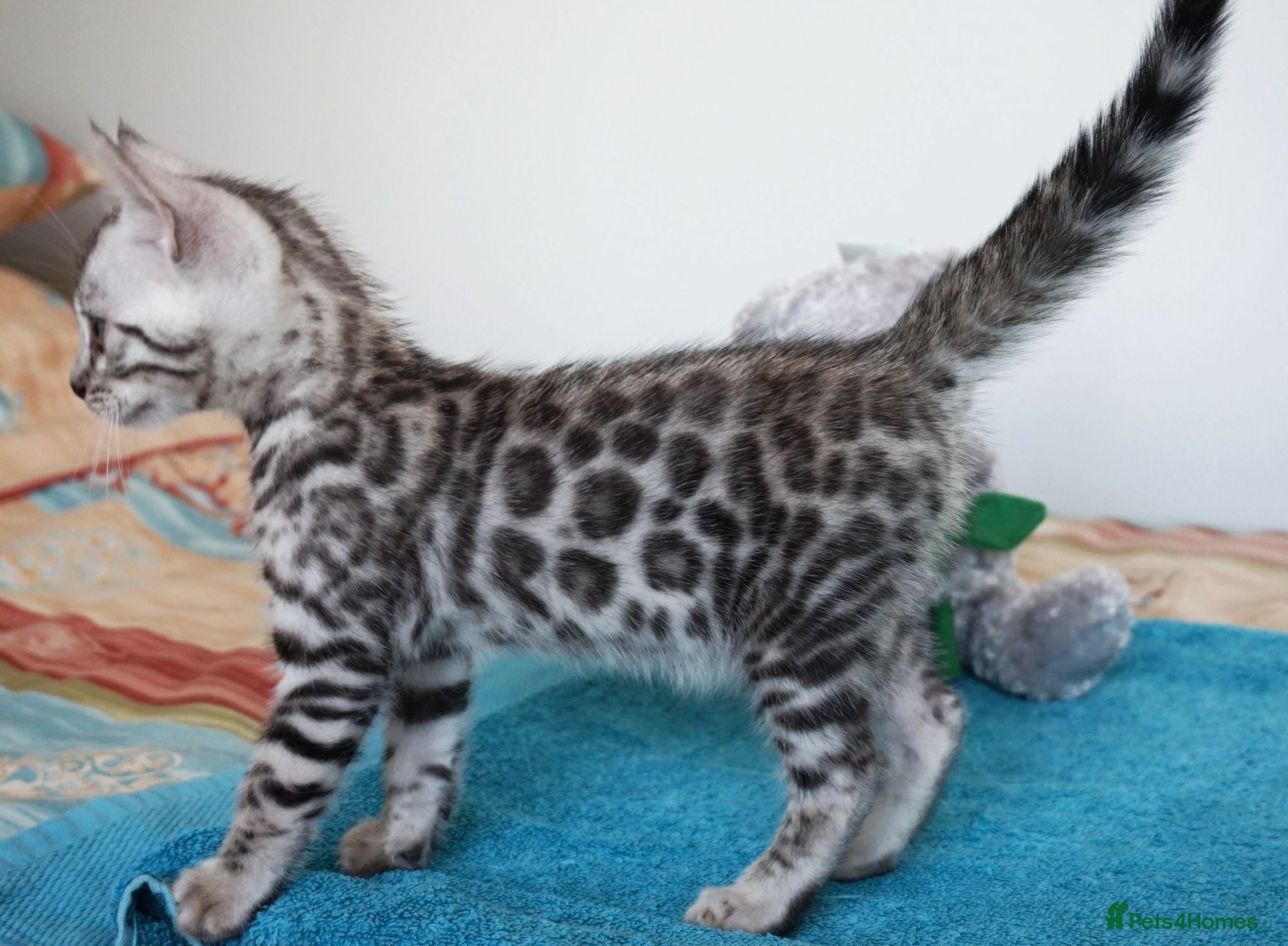 Bengal cats Superb Quality Bengal Kittens - Advert 6