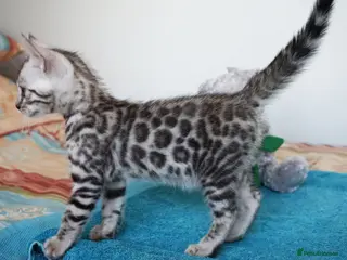 Bengal cats Superb Quality Bengal Kittens - Advert 6