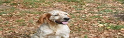 English Setter dogs for adoption: Zur   in Alfreton - Advert 2
