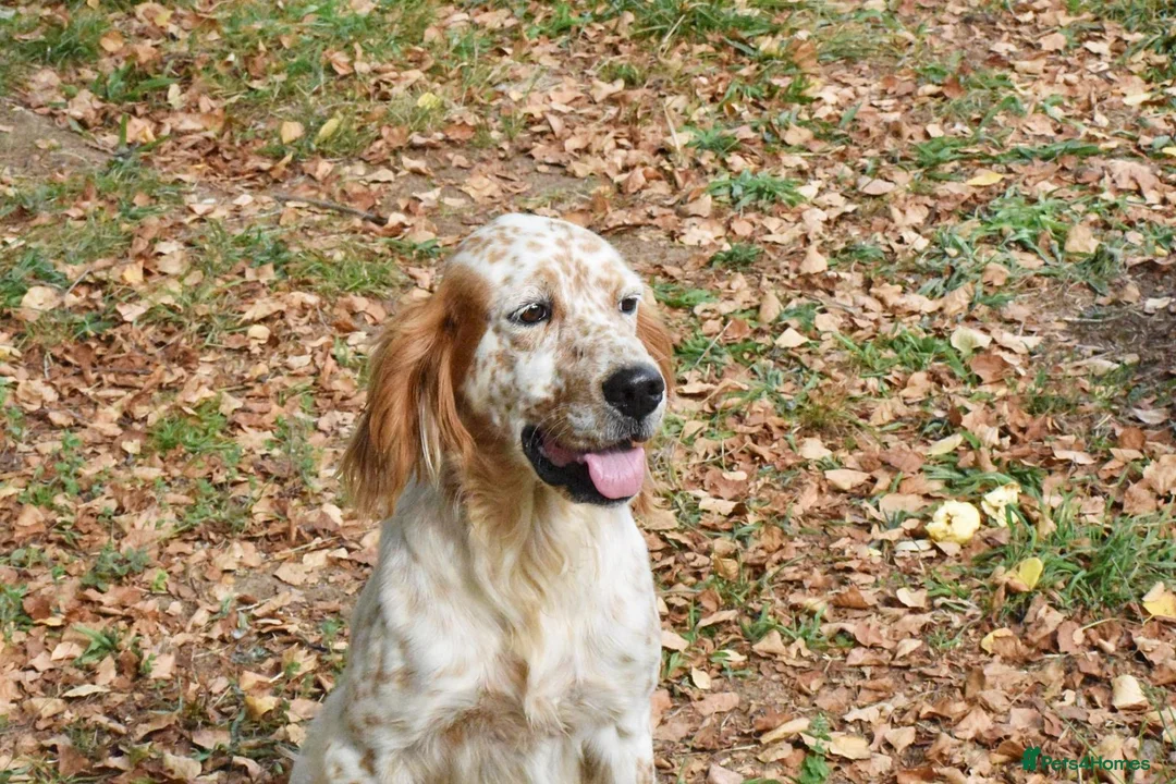 English Setter dogs for adoption: Zur   in Alfreton - Advert 2