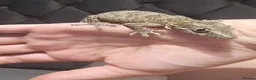 Gecko reptiles for sale: Gargoyle Gecko - Advert 6