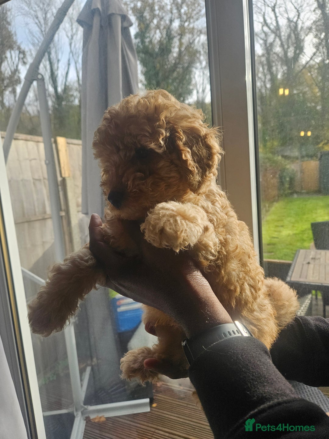 Miniature Poodle dogs for sale: Majestic trusted companies secure yours today  - Advert 9