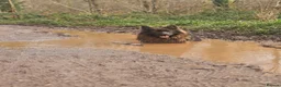 German Shepherd dogs for sale: Male German Shepherd - Reluctant Rehoming in Bristol - Advert 3