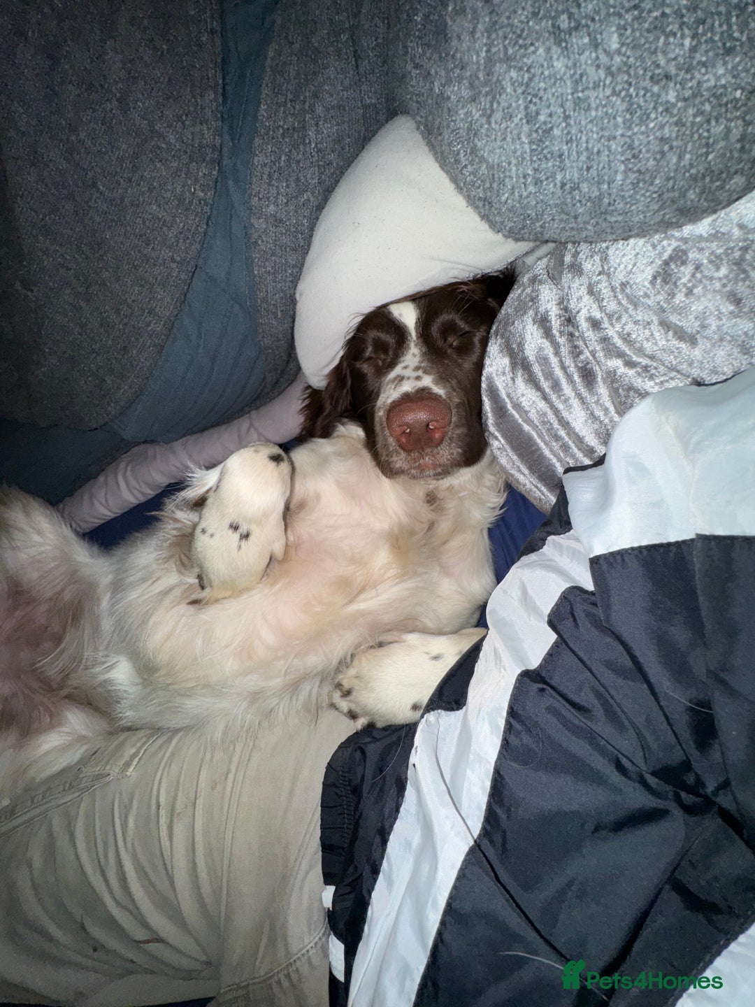English Springer Spaniel dogs for sale: Sussie  - Advert 4