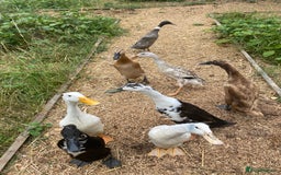 Ducks poultry for sale: Indian Runner Duck Ducklings + Fertile Eggs - Image 3