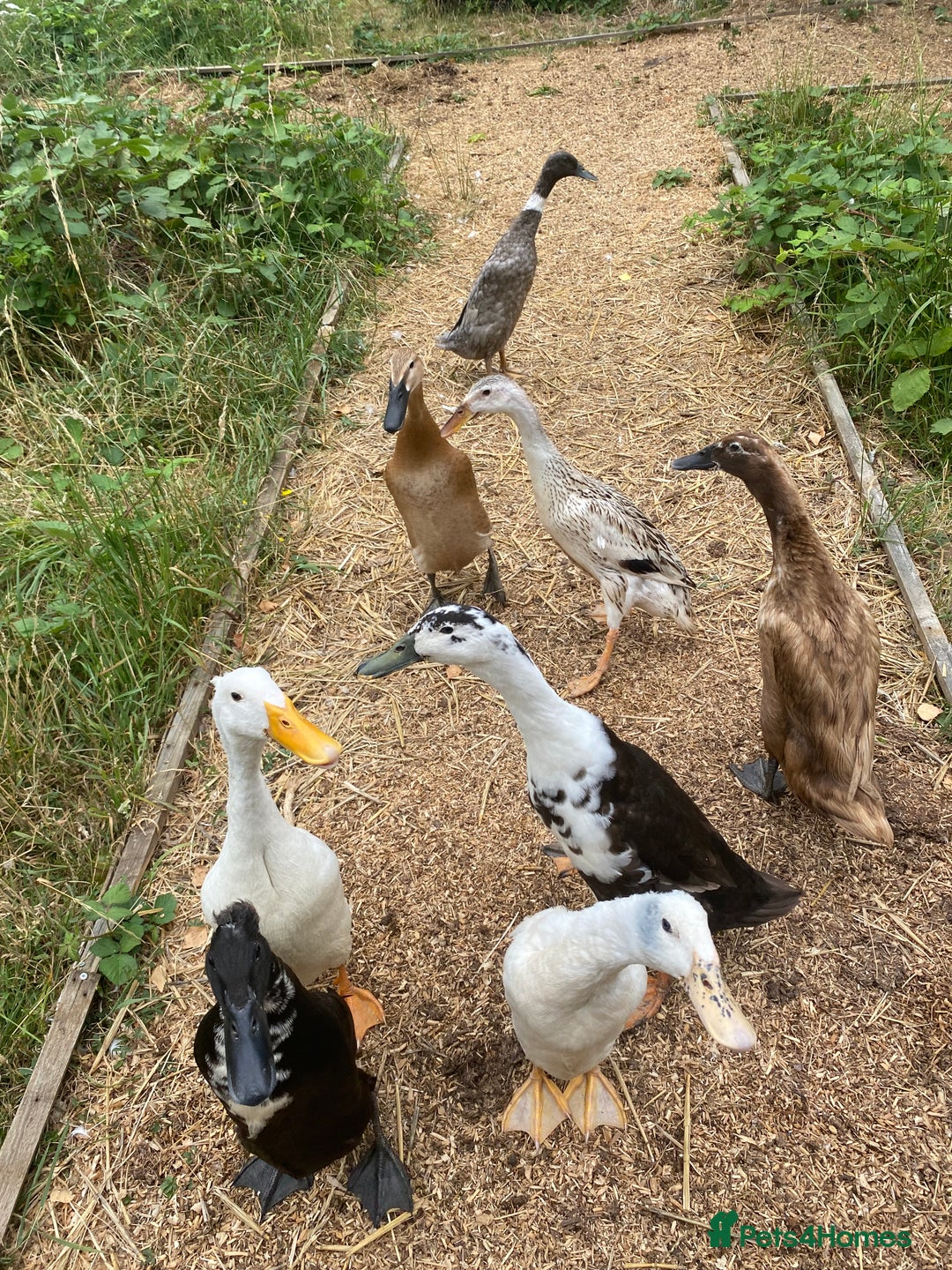 Ducks poultry for sale: Indian Runner Duck Ducklings + Fertile Eggs - Image 3