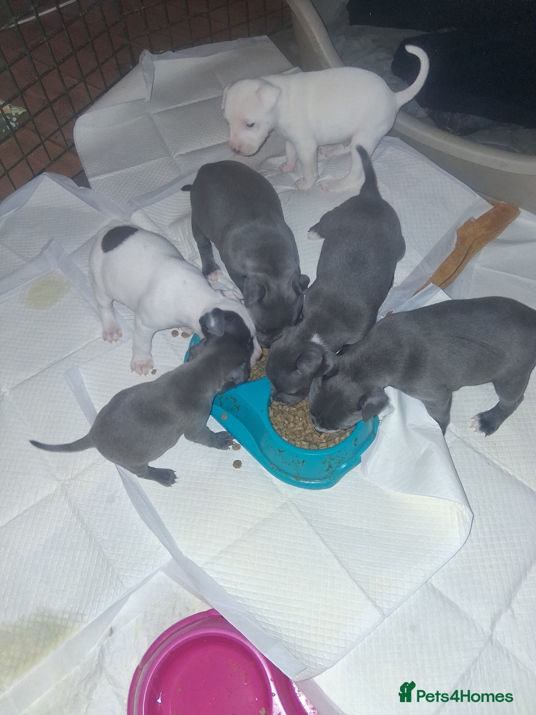 Staffordshire Bull Terrier dogs for sale: Adorable staffy puppies  - Advert 2