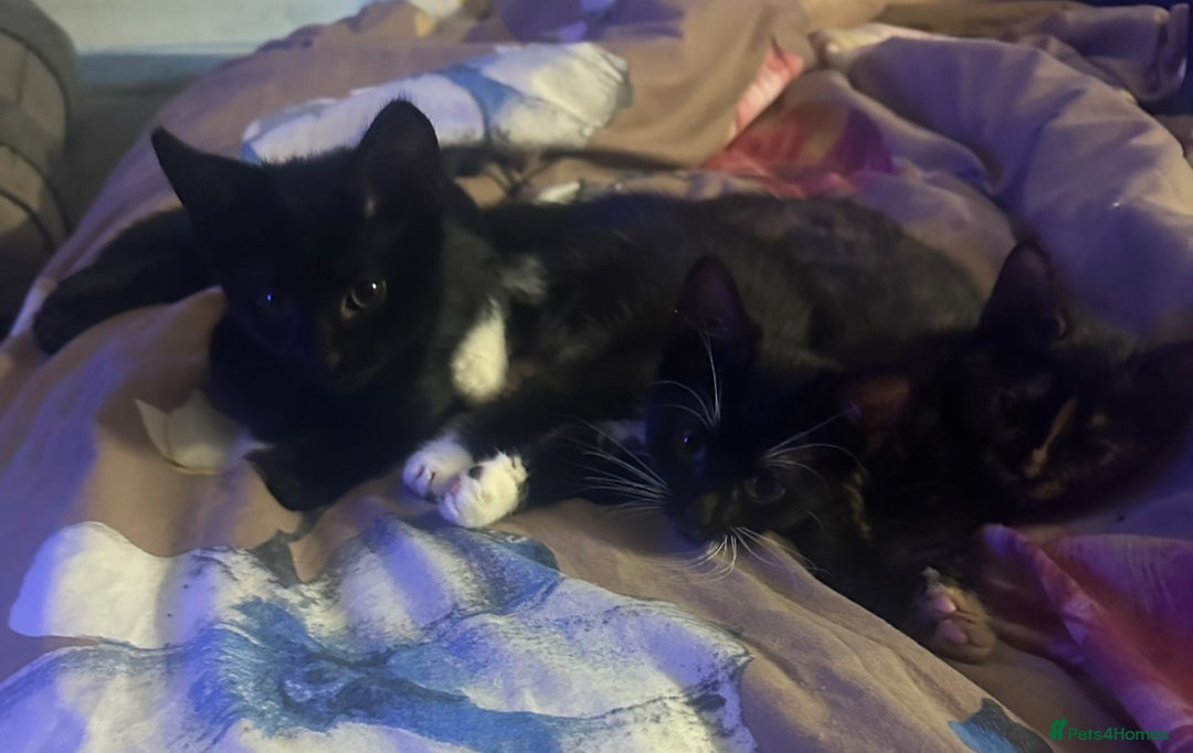 British Longhair cats for sale: 3 Adorable Kittens left. Playful & Cute - Image 9