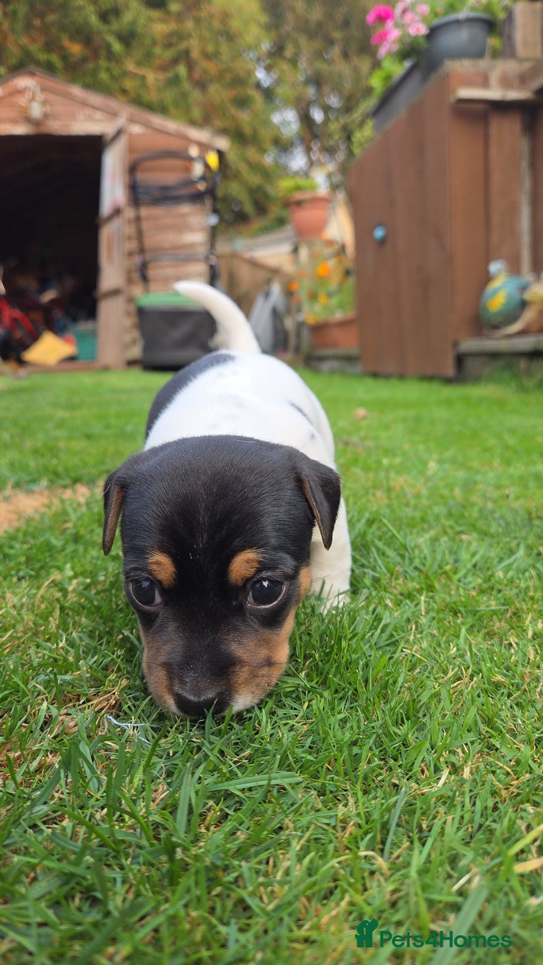 Jack Russell dogs for sale: Tricolour short legs Jack Russell  - Image 17