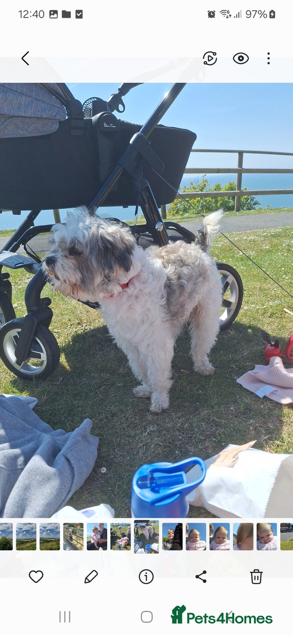 Cavapoo dogs Male 2 year old cavapoo  - Advert 16