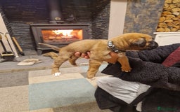 Boxer dogs for sale: Beautiful litter of KC reg bobtail boxer pups - Image 3