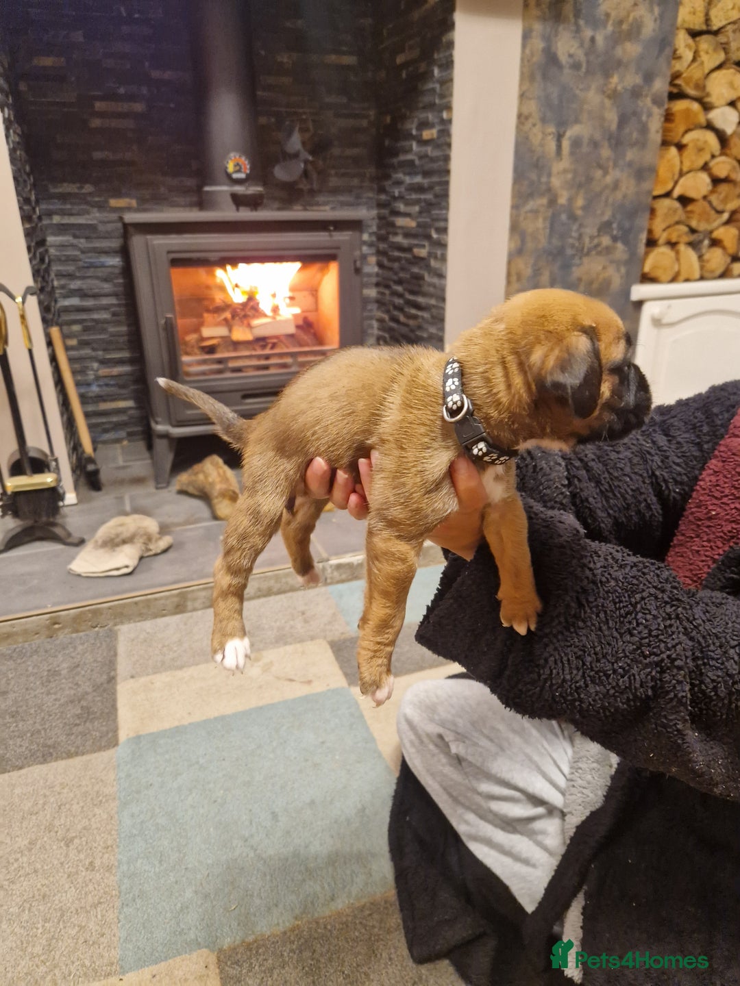 Boxer dogs for sale: Beautiful litter of KC reg bobtail boxer pups - Image 3
