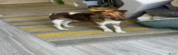 Fox Terrier dogs for adoption: Sweet William needs LOVE - Advert 15