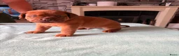Dogue De Bordeaux dogs for sale: Stunning KC Dogue de Bordeaux Puppies - Advert 18