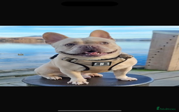 French Bulldog dogs for sale: ⚡️🐾 4 adorable French bulldog puppies 🐾⚡️ - Image 2