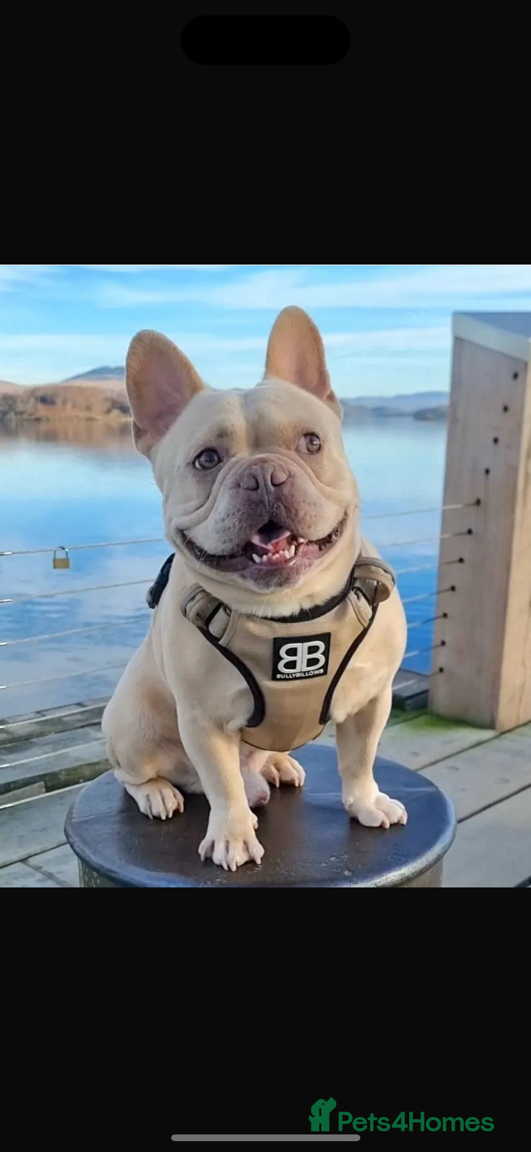 French Bulldog dogs for sale: ⚡️🐾 4 adorable French bulldog puppies 🐾⚡️ - Image 2