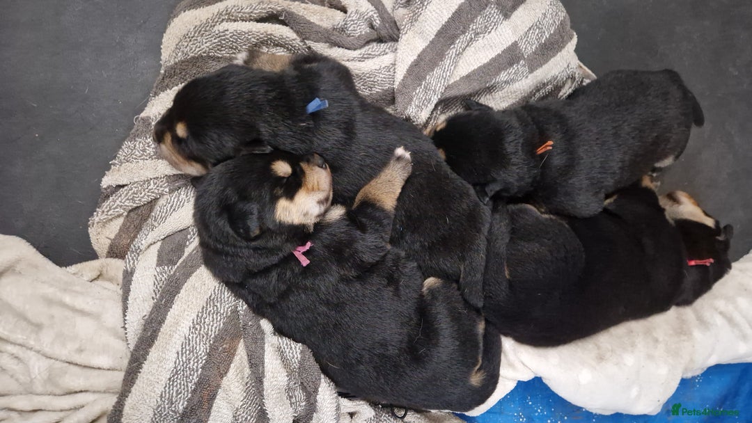 Mixed Breed dogs for sale: Adorable Rottsky Pups - Image 19