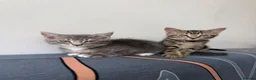 Mixed Breed cats for sale: Two Tabby Bengal Mix Female Kittens — READY NOW - Advert 10