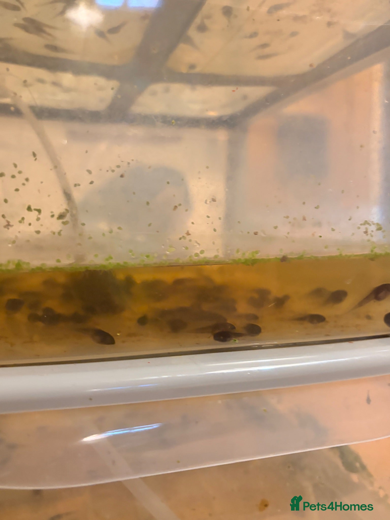 Frog reptiles Amazon milk frog tadpoles - Advert 10
