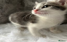 Mixed Breed cats for sale: 2 Adorable kittens  - Image 6