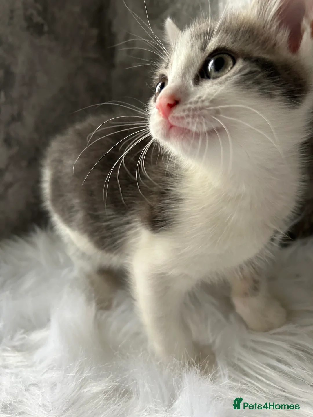 Mixed Breed cats for sale: 2 Adorable kittens  - Advert 7