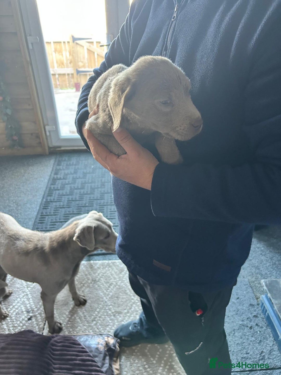 Labrador Retriever dogs for sale: Silver Labrador  - Advert 2