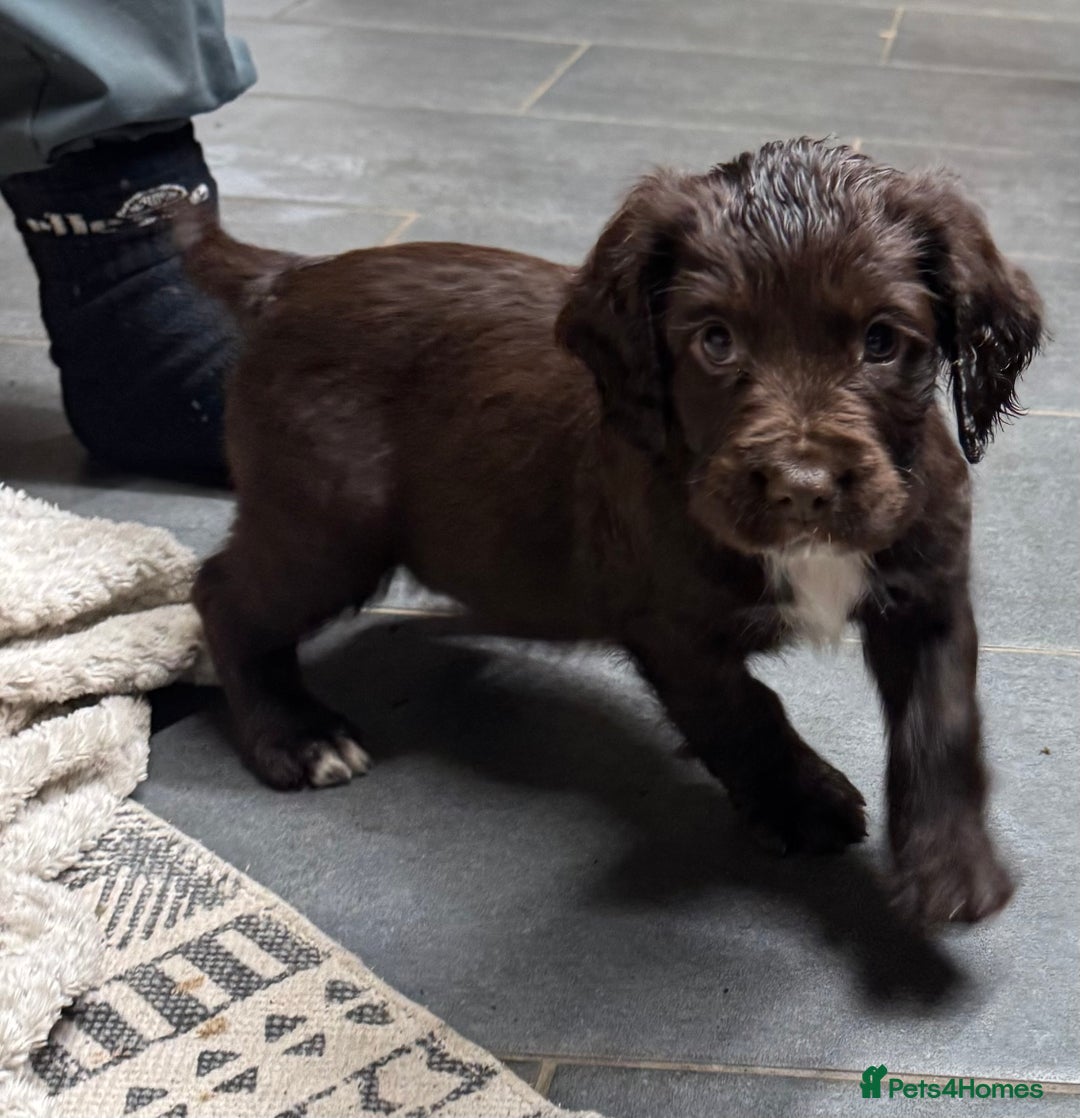 Sprocker dogs for sale: 6x sprocker spaniels  - Advert 9