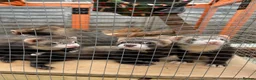 Ferret rodents for sale: 4 male ferrets for rehoming  in Cullompton - Advert 3