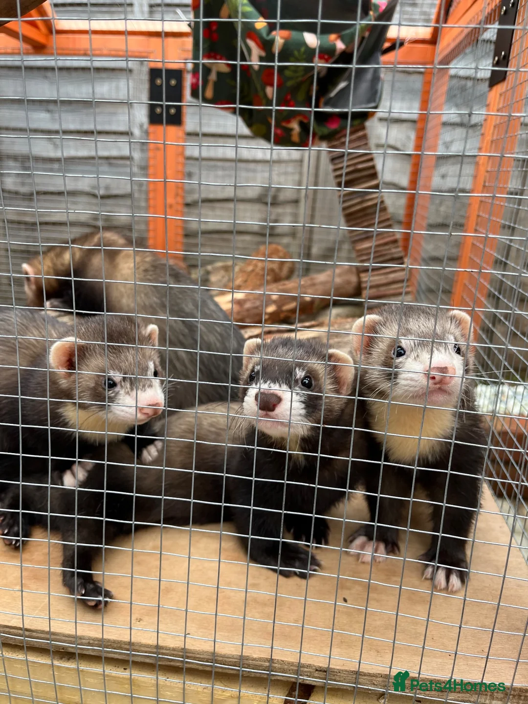 Ferret rodents for sale: 4 male ferrets for rehoming  in Cullompton - Advert 3