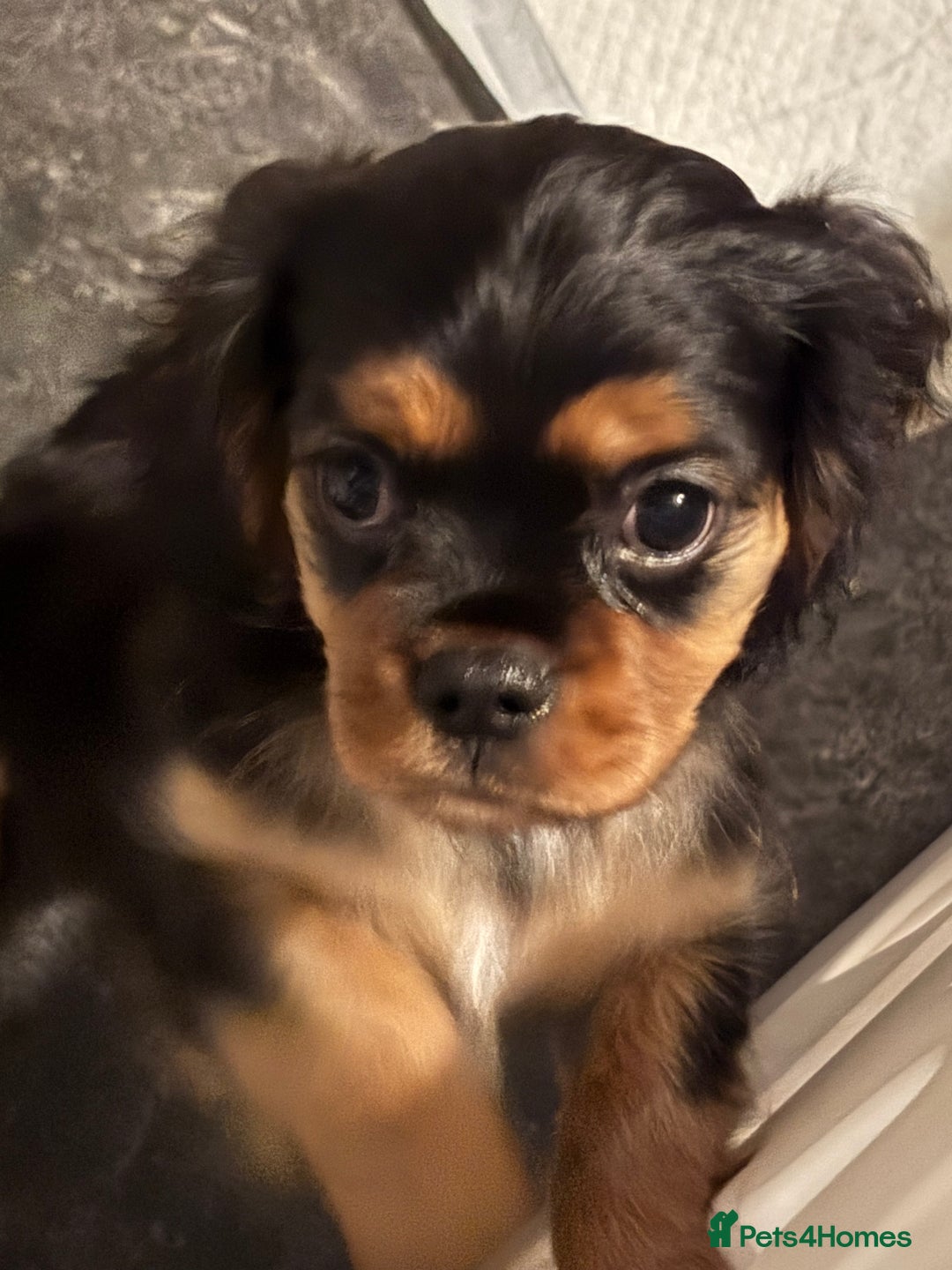 Cavalier King Charles Spaniel dogs for sale: Cavalier King Charles spaniel puppies  - Advert 4