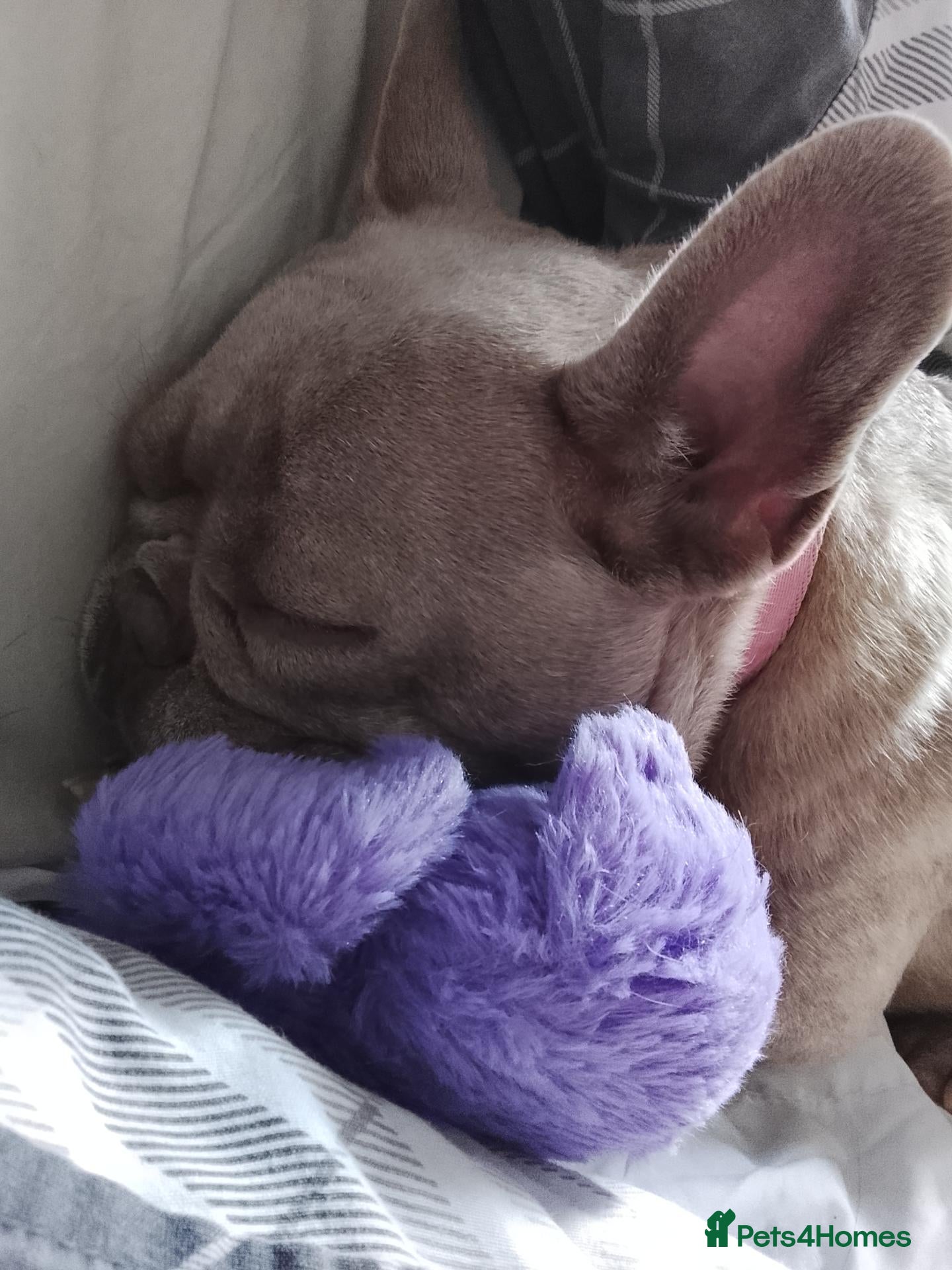 French Bulldog dogs for sale: Bonnie - Advert 1