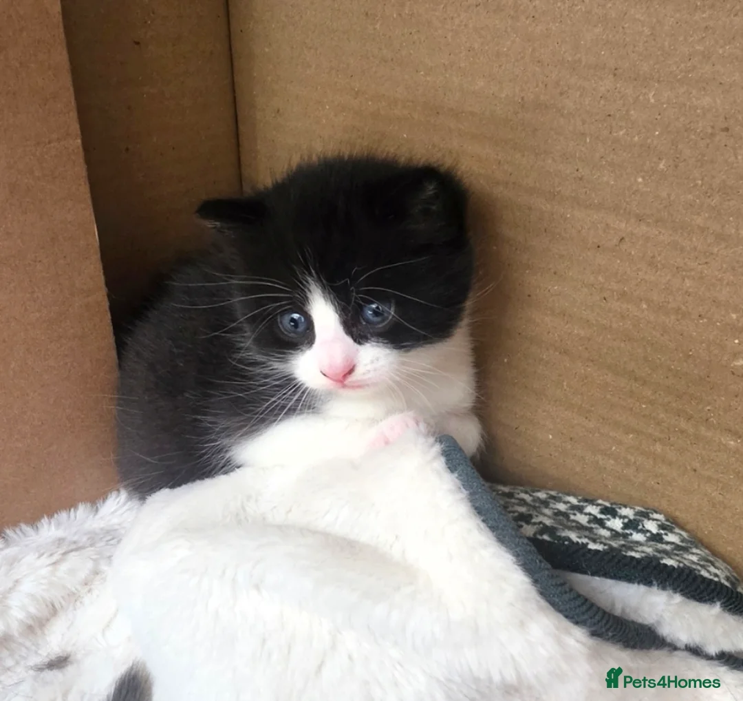 British Shorthair cats for sale: Kittens  in Selby - Advert 5