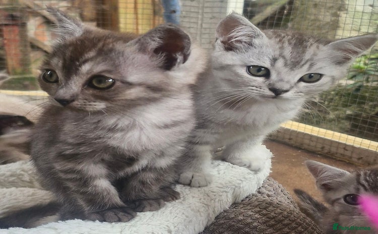British Shorthair cats - Advert 7
